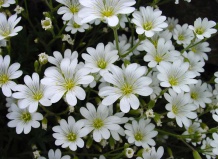 Ясколка – идеальное растение для альпинария