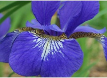 Несколько фактов о японских ирисах