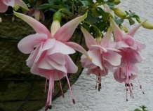 Фуксия – мечта, вожделение и реальность