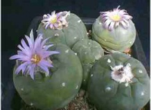 Культ и культура лофофоры