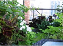  Вьющиеся растения