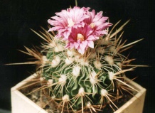 Грибковые заболевания при посевах кактусов