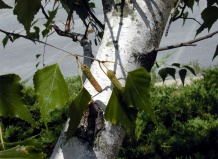 Значение березы в озеленении и ландшафтном дизайне