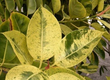 О чем говорят листья?