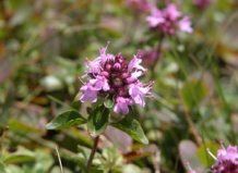 Тимьян – как много в этом слове!