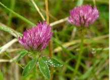 Зеленые удобрения почвы – сидераты