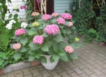 Летние неприятности зеленых питомцев