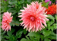 Классификация георгин