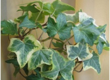 Способы подвязывания комнатных растений