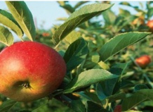 Болезни яблони