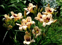 Лилейники – украшение сада на все лето