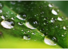 Влияние воды на жизнь сада