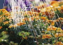 Жаркие испытания для сада