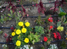 Как уменьшить негативное влияние жары на растения?