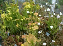 Домашние растения с нескромным аппетитом