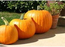 Как правильно выбрать тыкву