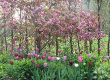 С приходом осени готовим цветник к весне