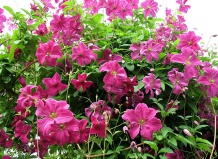 Как правильно посадить клематисы?