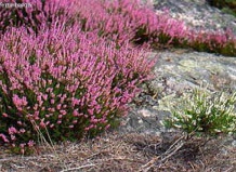 Густоцветущий вереск