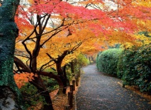 Планируем яркий осенний сад