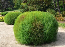 Кохия – однолетний кипарис