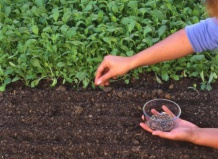 Преимущества подзимнего посева