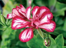 Зимовка пеларгонии