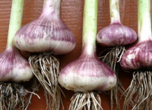 Время сажать озимый чеснок