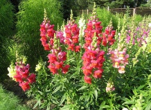 Львиный зев – долгоцветущие собачки