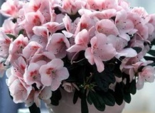 Азалия – королева зимнего подоконника