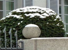 Зимние проблемы живой изгороди из туи