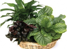 Комнатные цветы зимой, как и люди, страдают от простуды