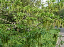 Изумрудный каскад птерокарии