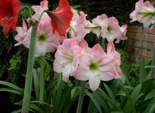 Растения, играющие в прятки