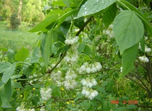 Клекачка: изящество цветов, оригинальность плодов