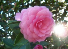 Камелия – символ изящества и бесстрастия