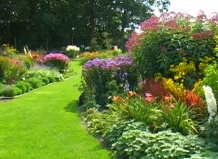  Создаем цветущий ковер из многолетников