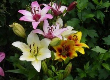 Лилии – пестрые улыбки лета