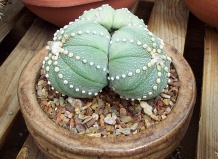 «Что в имени тебе моем?»…