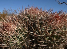 Как кактусы «дошли до такой жизни»