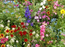 «Растения-выручалочки» в Вашем Саду