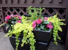 Садовые контейнеры в тени