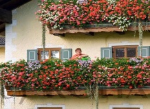 Цветущий мир в контейнерах