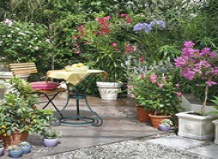 Очарование олеандра