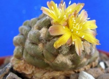 Тайны названий кактусов