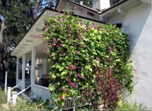 Вьющиеся однолетники для летнего сада