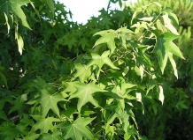 Ликвидамбар - красота и аромат