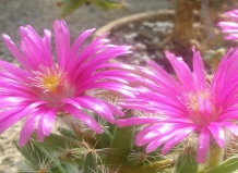 Из жизни мезембриантемовых: водный режим