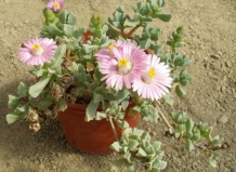 Из жизни мезембриантемовых: цветы и плоды