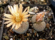 Из жизни мезембриантемовых: вегетативное размножение и обрезка